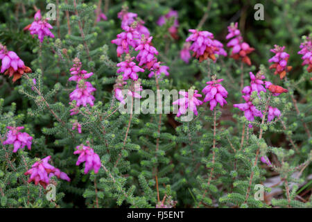 Il Dorset heath (Erica ciliaris), fioritura, Francia Foto Stock