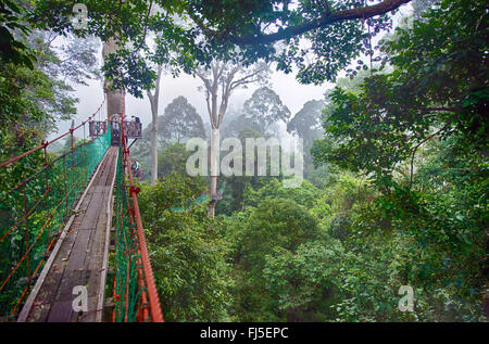 Il pontile nella foresta pluviale dipterocarp di Danum Valley, Malesia, Borneo Sabah Foto Stock