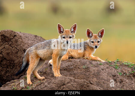 Nero-backed jackal (Canis mesomelas), due cuccioli in den, Kenia Masai Mara National Park Foto Stock