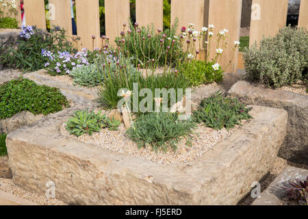 Giardino succulento con piante alpine raccolta di piante coltivate in ghiaia in container alpini in pietra panca alpina primavera estate Regno Unito Foto Stock