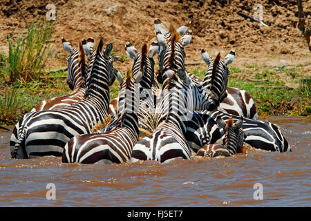 Boehm's zebra, Grant's zebra (Equus quagga boehmi, Equus quagga granti), allevamento di attraversare il fiume, Kenia Masai Mara National Park