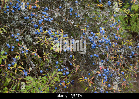 Prugnolo, sloe (Prunus spinosa, la fruttificazione, Germania Foto Stock