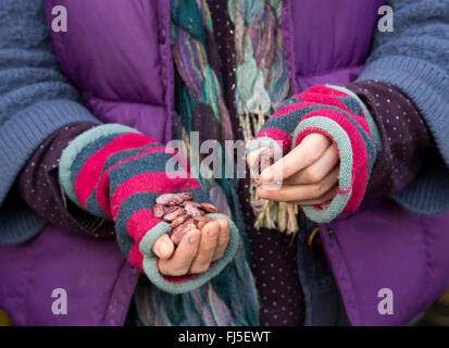 I giardinieri di mano azienda Runner semi di fagiolo prima di piantare fuori Foto Stock