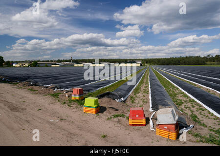 Giardino di asparagi, Sparrow Gras, asparagi selvatici (Asparagus officinalis), la coltivazione di asparagi, Germania, Sassonia-Anhalt Foto Stock