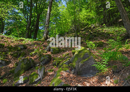 Roccioso terreno forestale nel bosco misto, in Germania, in Baviera, il Parco Nazionale della Foresta Bavarese Foto Stock