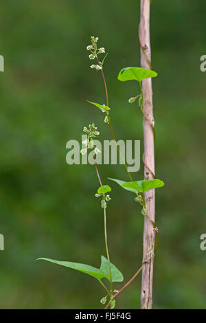 Ceduo-centinodia, copse centinodia (Fallopia dumetorum, Polygonum dumetorum), classifica, Germania Foto Stock