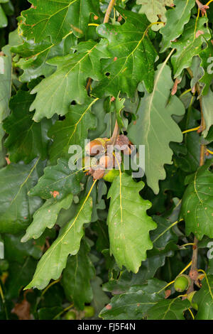Rovere (Quercus petraea), il ramo con frutti, Germania Foto Stock