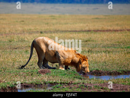 Lion (Panthera leo), leonessa bevande al waterhole, Kenia Masai Mara National Park Foto Stock