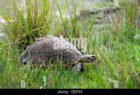 Leopard tartaruga (Stigmochelys pardalis, Geochelone pardalis), su erba, vista laterale, Kenia Masai Mara National Park Foto Stock