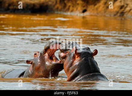 Ippopotamo, ippopotami, comune ippopotamo (Hippopotamus amphibius), due scontri ippopotami in acqua, Kenia Masai Mara National Park Foto Stock