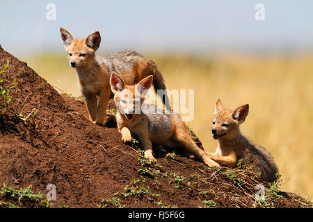 Nero-backed jackal (Canis mesomelas), tre lupetti, Kenia Masai Mara National Park Foto Stock