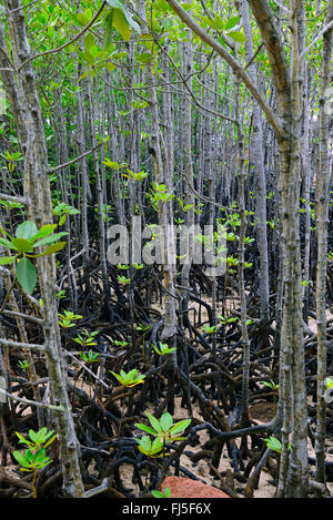 Grigio (mangrovia Avicennia marina), mangrove a bassa marea, Seychelles, Curieuse Foto Stock