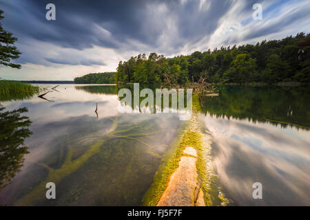 Il lago in tempesta umore, Germania, Brandeburgo, Stechlin, Neuglobsow Foto Stock