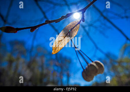 Basswood, tiglio, tiglio (Tilia spec.), frutta su un ramo, Germania, Sassonia, Vogtlaendische Schweiz Foto Stock