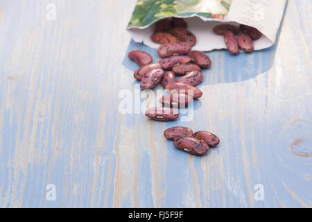 Phaseolus coccineus. Runner semi di fagiolo Foto Stock