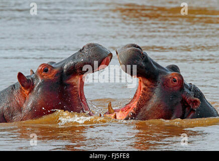Ippopotamo, ippopotami, comune ippopotamo (Hippopotamus amphibius), la lotta contro gli ippopotami in acqua, Kenia Masai Mara National Park Foto Stock