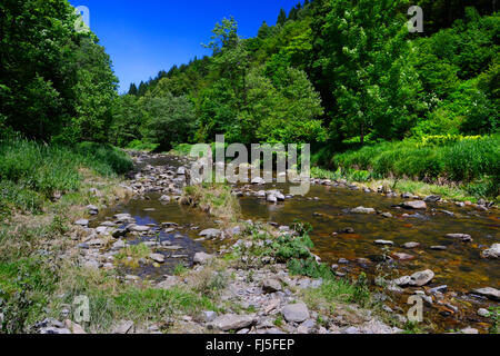 Erlau river, in Germania, in Baviera, il Parco Nazionale della Foresta Bavarese Foto Stock