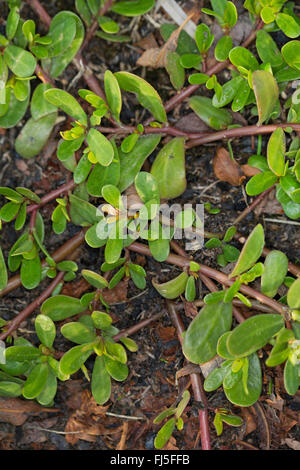 Little hogweed (Portulaca oleracea subsp. oleracea), Germania Foto Stock
