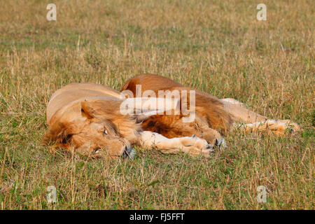 Lion (Panthera leo), due maschi a pelo a Savannah, Kenia Masai Mara National Park Foto Stock