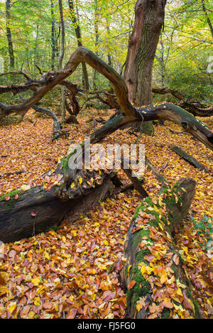 Rovere (Quercus spec.), la foresta vergine Hasbruch in autunno, Germania, Bassa Sassonia, Oldenburger Land Foto Stock