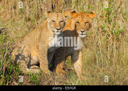 Lion (Panthera leo), due lupetti, Kenia Masai Mara National Park Foto Stock