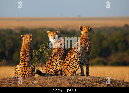Ghepardo (Acinonyx jubatus), tre ghepardi nella luce della sera, Kenia Masai Mara National Park Foto Stock