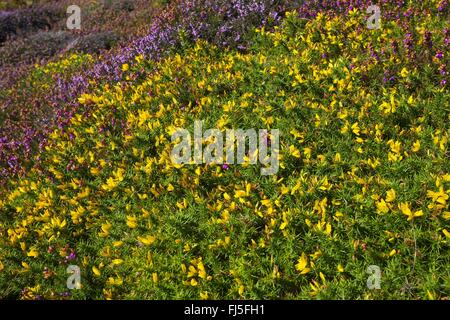 Western Gorse, Furze Nana (Ulex gallii), presso la costa atlantica con lo Scotch heath, Francia Foto Stock