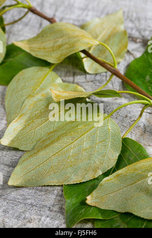 Balsam pioppo, balsamo orientale-pioppo, tacamahac (Populus spec.), la parte inferiore di una foglia, Germania Foto Stock