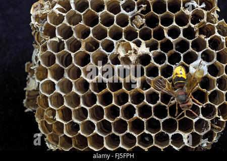 Hornet, marrone hornet, Europeo hornet (Vespa crabro), flying hornet di fronte a un vuoto nido di calabroni Foto Stock