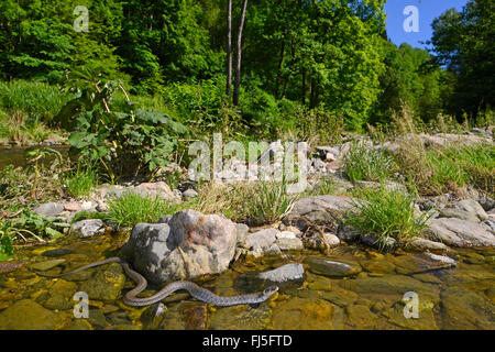 Biscia dal collare (Natrix natrix), attraversare un fiume, nuoto in acque poco profonde, in Germania, in Baviera, il Parco Nazionale della Foresta Bavarese Foto Stock