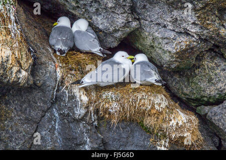 Nero-zampe (kittiwake Rissa tridactyla, Larus tridactyla), quattro nero allevamento zampe kittiwakes, Norvegia, Isole Lofoten, Nusfjord Foto Stock