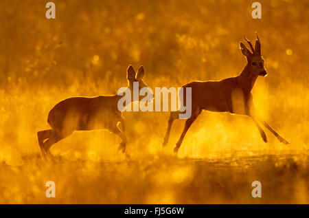 Il capriolo (Capreolus capreolus), il capriolo e il DOE la fuga nella luce della sera, Germania, il Land Brandeburgo Foto Stock