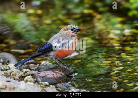 , Bullfinch ciuffolotto, bullfinch settentrionale (Pyrrhula pyrrhula), giovane maschio in un ruscello, Germania, Meclemburgo-Pomerania Occidentale Foto Stock