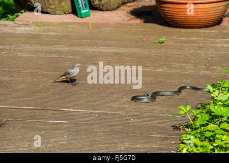 Comune (redstart Phoenicurus phoenicurus), giovani donne sulla terrazza accanto a una biscia, Germania, Meclemburgo-Pomerania Occidentale Foto Stock