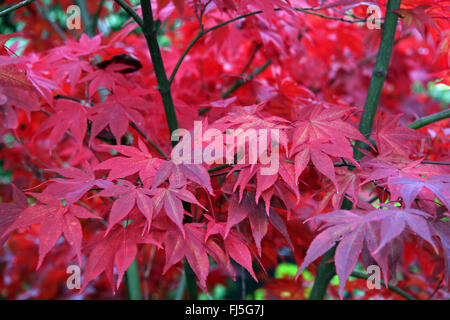 Acero giapponese (Acer palmatum), con foglie di collezione autunno Foto Stock