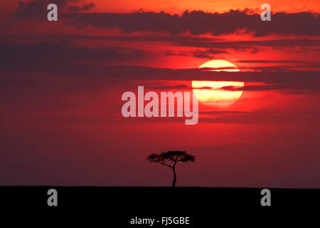 Acacia nel sole di setting a Masai Mara, Kenia Masai Mara National Park Foto Stock