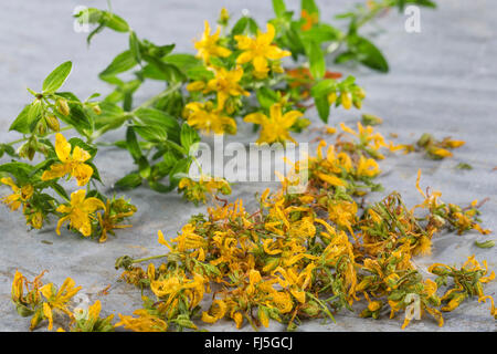 Comune di St John's-wort, perforare il St John's-wort, klamath erbaccia, St. John's-wort (Hypericum perforatum), fiori vengono essiccate, Germania Foto Stock