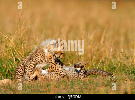 Ghepardo (Acinonyx jubatus), due cuccioli tussling, Kenia Masai Mara National Park Foto Stock