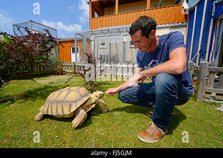 African spronato tartaruga (Geochelone sulcata), giovane alimentando un africano spronato tartaruga , Germania, Oberschwaben, Allgaeu Foto Stock