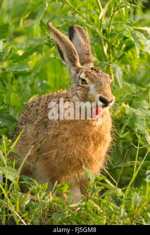 Lepre europea, Marrone lepre (Lepus europaeus), seduti su erba con la lingua pendente in fuori, in Germania, il Land Brandeburgo Foto Stock