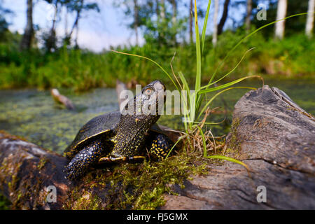 European pond terrapin, testuggine palustre, European pond tartaruga (Emys orbicularis), su un albero morto tronco a un laghetto, Germania, Oberschwaben, Pfrunger Ried Foto Stock