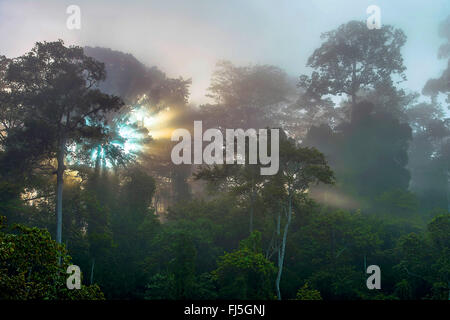 Sunrize nelle nebbiose foresta pluviale di Tabin, Malesia, Borneo Sabah Foto Stock