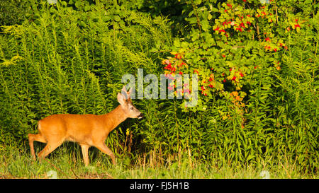 Il capriolo (Capreolus capreolus), il capriolo in solchi stagione al mattino, Austria, Burgenland Foto Stock