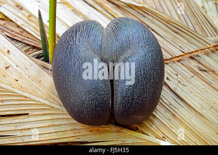 Il coco de mer, doppia (cocco Lodoicea maldivica), coco de mer su foglie di palma, semi più grandi sulla terra, Seychelles, Praslin, Vallee de Mai Parco Nazionale Foto Stock