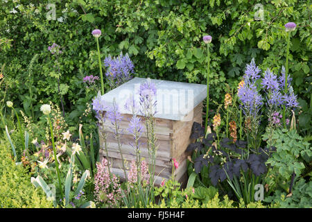 Un piccolo giardino urbano, ideale per la fauna selvatica, con alveare in un fiore Letto per api che piantano di Alliums - Camassia leichtlinii Inghilterra REGNO UNITO Foto Stock