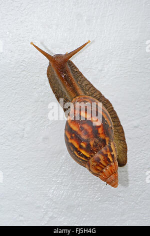 Rosa-Agata a labbro lumaca, immacs, giant bionda lumaca, gigante terra africana va a passo di lumaca, gigante africano (lumaca Achatina immaculata var. panthera ), rampicante su una facciata, Seychelles, Praslin Foto Stock