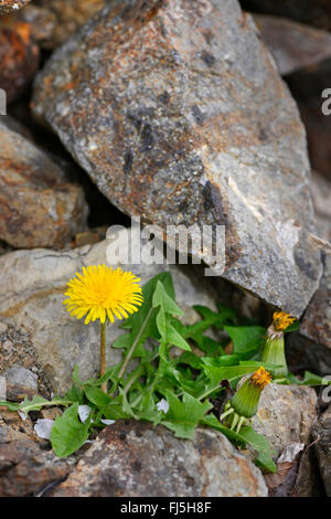 Comune di tarassaco (Taraxacum officinale), fioritura di tarassaco in un muro di pietra naturale, Germania, Donauleiten, Passau Foto Stock