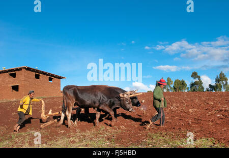 Piccola azienda agricola di famiglia lavorando nei campi della valle sacra città di Urubamba, Perù, fiume Urubamba Foto Stock