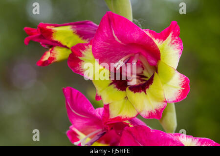 Gladiolus (Gladiolus spec.), fiore, Germania, Garten Foto Stock