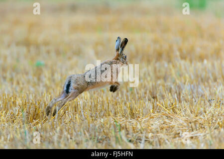 Lepre europea, Marrone lepre (Lepus europaeus), salta su un campo di stoppie, Germania, Bassa Sassonia Foto Stock